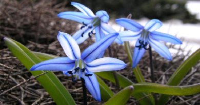 the scilla