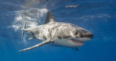 Great White Shark