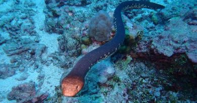 Sea Snakes