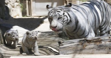 White Tiger Cubs Make First Appearance