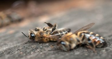 Bee Deaths