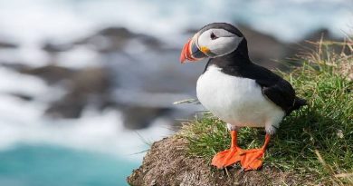 Lost Puffins