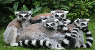 Madagascar's Species
