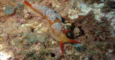 New Sea Slug