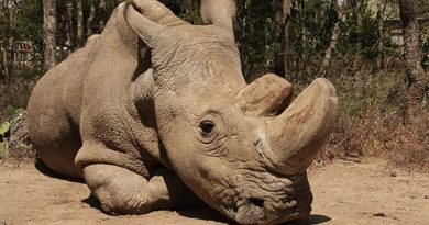 Northern White Rhinoceros