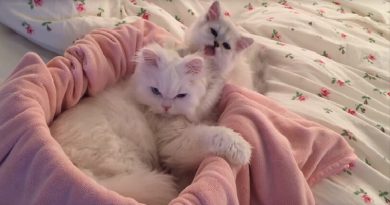 Fluffy Kitten Gives Her Elder