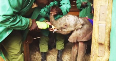Baby Elephant Got Separated From His Mommy And Herd. How Far He Goes For Help? OMG. (VIDEO)