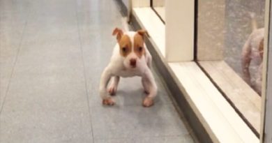 This Puppy Has Deformed Legs, But That Won’t Stop Him From Doing This! (VIDEO)