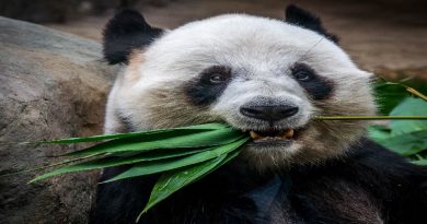Pandas Weren’t Always Picky Eaters (VIDEO)