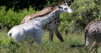 This Rare Giraffe