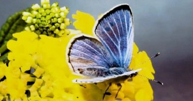 Verdes Blue Butterfly