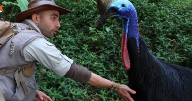 Cassowary Bird