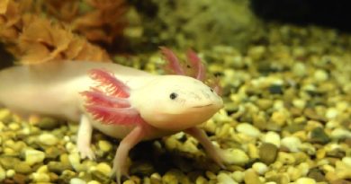 Mexican Salamander