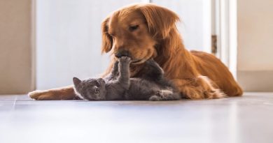 Cats Are As Brainy As Bears But Fall Short of Dogs