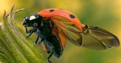 Ladybug Folds Its Giant Wings
