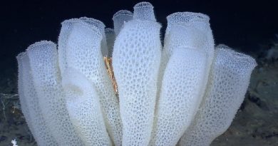 What is a glass sponge
