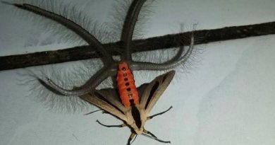 moth with hairy