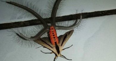 moth with hairy