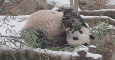 Giant Panda Bei Bei Playing In The Snow Is Everything (VIDEO)