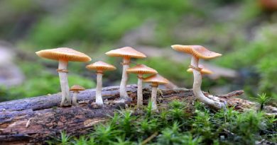 magic mushrooms