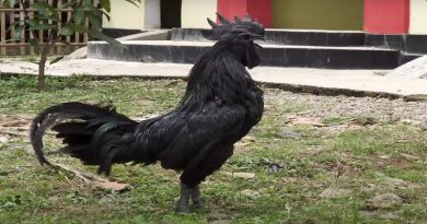 Chicken Breed Entirely Black