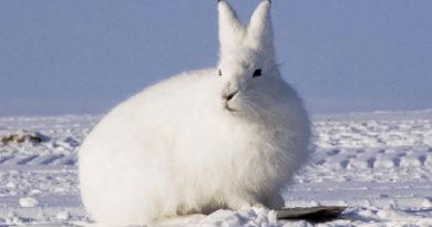 The Arctic Rabbits