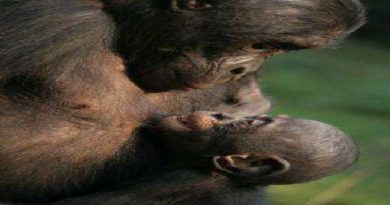 Peaceful Bonobos May Have Something To Teach Humans (VIDEO)