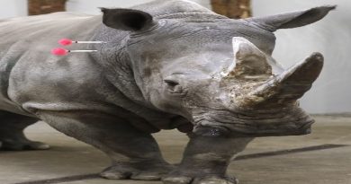 Hope For Endangered Rhino Species: Embryo Created With Sperm From The Now Extinct Male Northern White Rhino Will Be Implanted Into A Surrogate Female (VIDEO)