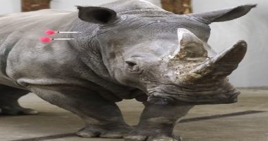 Rhino Species Embryo With Sperm