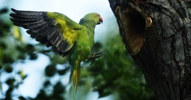 Opium Parrots In India