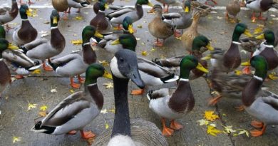 Ducks In Colorado Dying