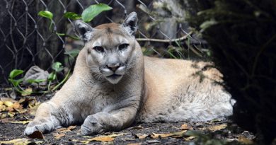 Endangered Panthers Dead