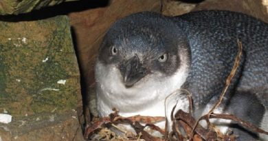 Little Blue Penguins Stolen