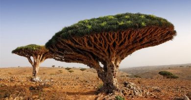 unique blood tree