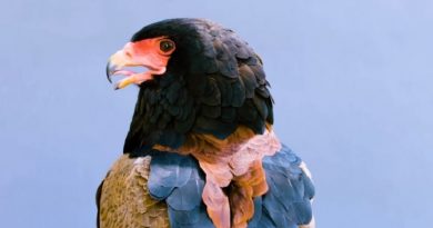 The Bateleur Eagle