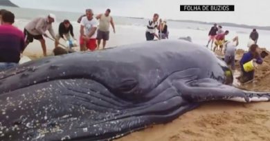Rescue Whale In Brazil