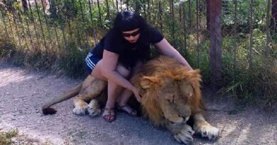Enter Lion Enclosure