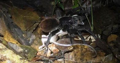 Tarantula Preying On An Opossum