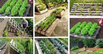 DIY Gardening Ideas Pallets