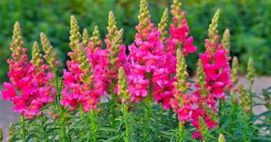 Snapdragon Hardy Annuals