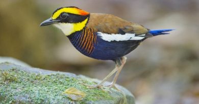 Malayan Banded Pitta