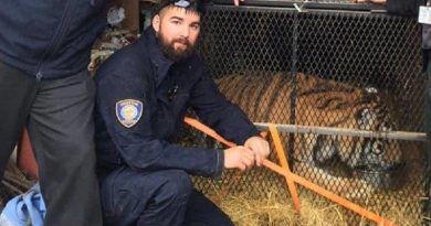 Tiger Found in House