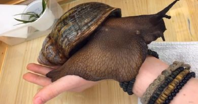 This Is The Biggest Snail You’ve Ever Seen – The “Archachatina Marginata Ovum” (VIDEO)