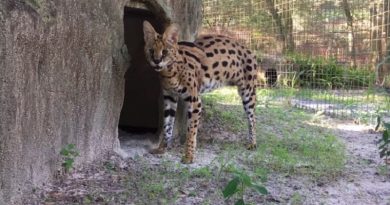 Three Legged Serval