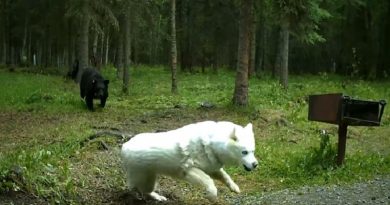 Black Bear Attacks White Siberian Husky (VIDEO)