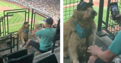 Watch Very Good Dog Patiently Wait to Eat So His Owner Can Take a Picture (VIDEO)
