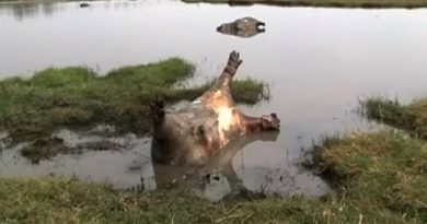 Namibia: Anthrax Outbreak Suspected To Have Killed More Than 100 Hippos (VIDEO)