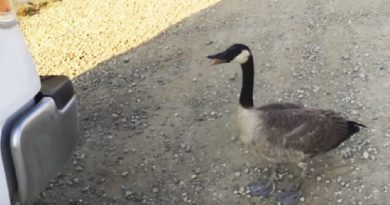 Lonely goose