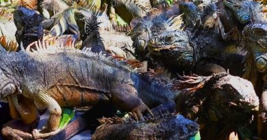 Preserving Prehistoric Lizards With the Iguana King (VIDEO)