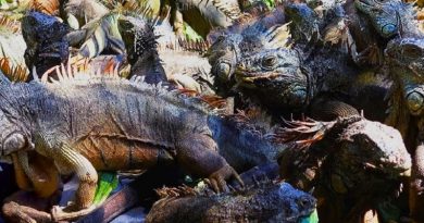 Lizards Iguana King